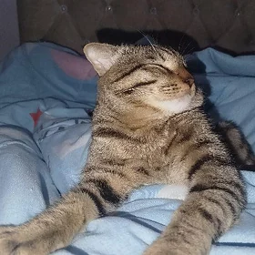 Отдам кота ,ДЭНИ,