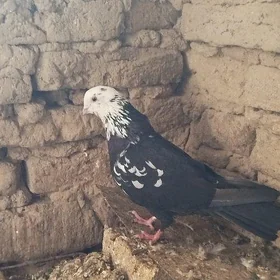 kepderi