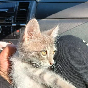 Катёнок