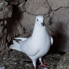 kepderi