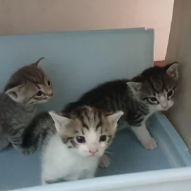 кошка