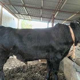 öküz