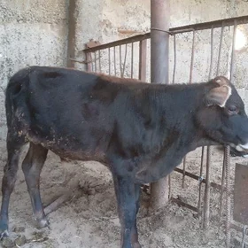 Göle