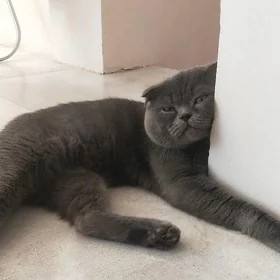 кот на вязку шотландский висло