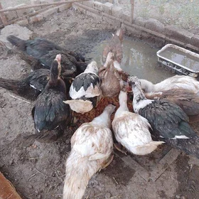 LOTKA PARODA MUSKUS ORDEKLER🦆