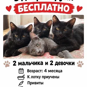 Привитые котята в добрые руки