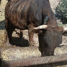 Dalgyr sygyr