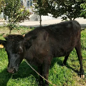 tüwe