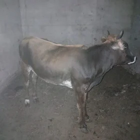 tuwe siwet