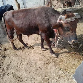 Öküz