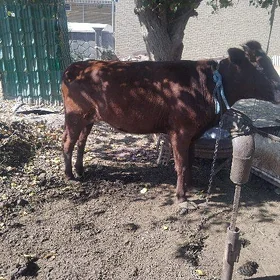 Gulajyn göle