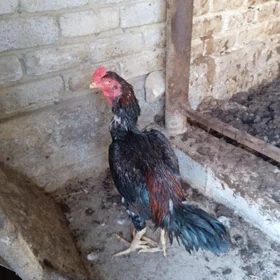 Taşgent Horaz
