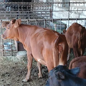 gunajyn. gunajynlar.  okuzce