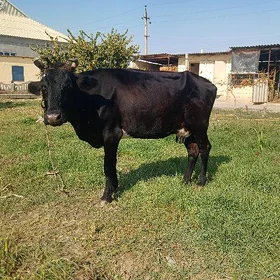 Sygyr.