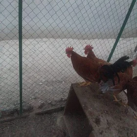 horaz abmen ba towuk bilen