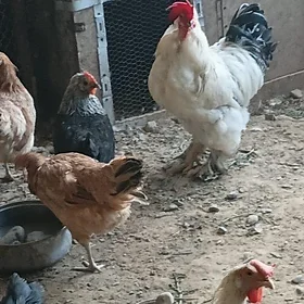 ÿaş horazlar