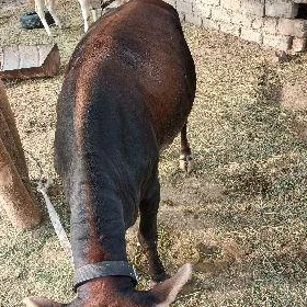 bakylan tuwe cekip berjek