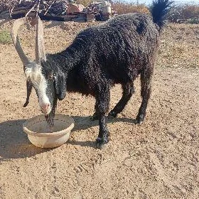 geci