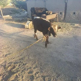 Öküzçe