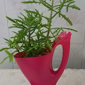 цветы