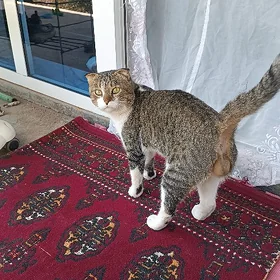 wislouha pişik