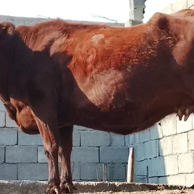 sygyr