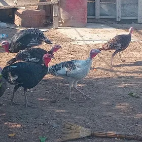 Induk ýașajyk