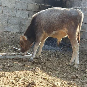 Okuz tuwe goleler