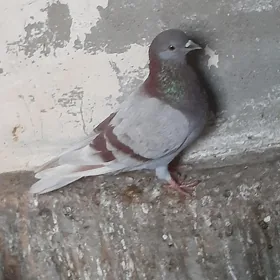 kepderi