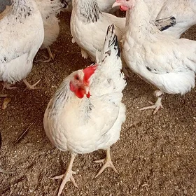 towuk juyje horoz dominant