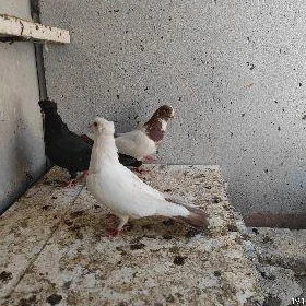 Kepderi