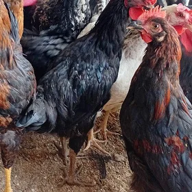 towuk juyje horoz ataks