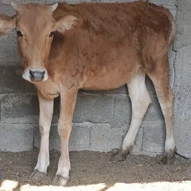 Tüwe