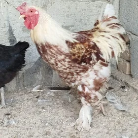 Brama Horoz
