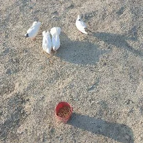kepderi