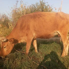 Bogaz Sygyr