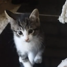 Котенок безоплатно