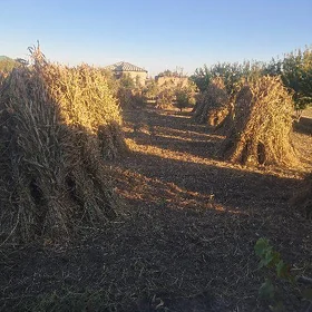 мал оты чугари