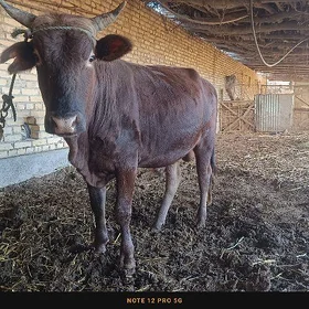 Öküz