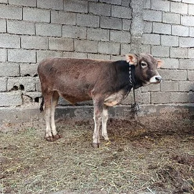 şifesar öküz