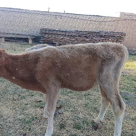 okuzce