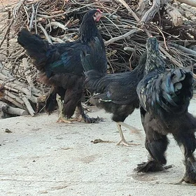 towuk horoz