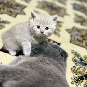 Sotlan pışık