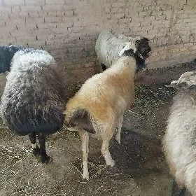 goçlar