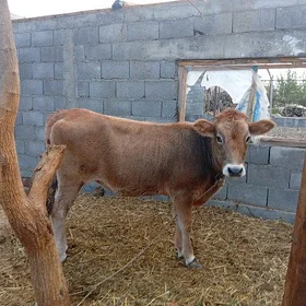 tuwe 1 yasan