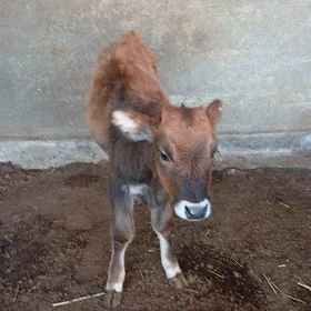 göle