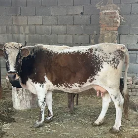 şwes ala sygyr