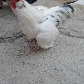 karlik tow


karlik horoz