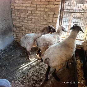 Gaÿun