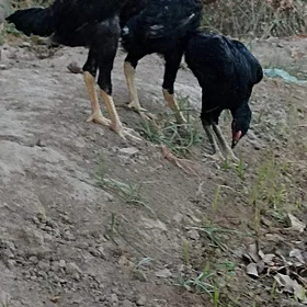 jüje